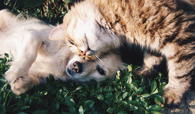 kočka a pes na trávě