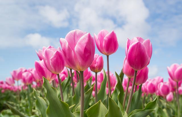 tulipány na zahradě